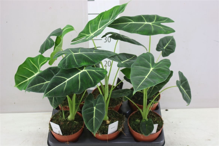 <h4>Alocasia Frydek</h4>