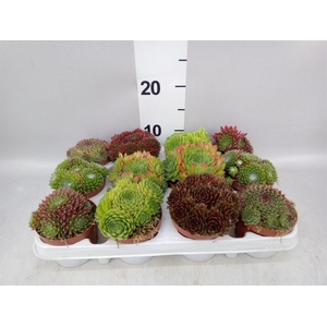Sempervivum   ...