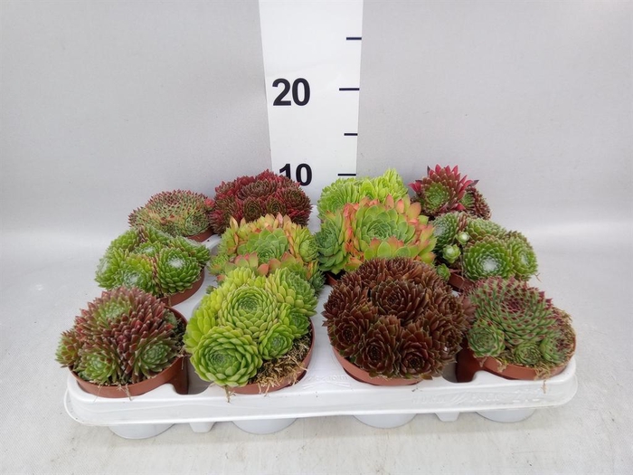 <h4>Sempervivum   ...</h4>