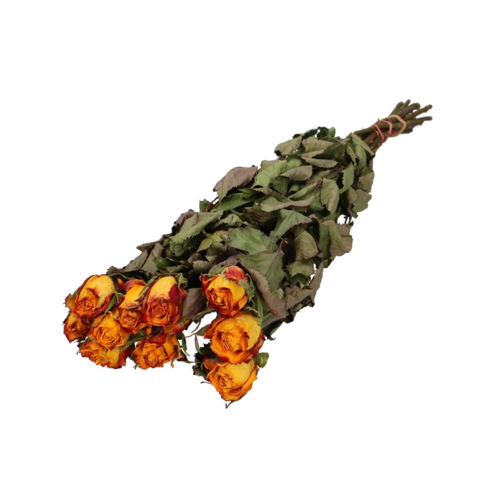 <h4>Droogbloem Roos 50cm x10</h4>