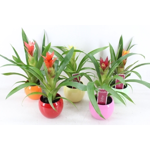 arr3 ZS - Guzmania bolpot mix