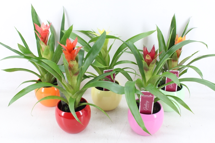 <h4>arr3 ZS - Guzmania bolpot mix</h4>