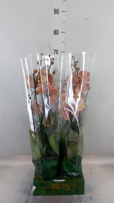 <h4>Phalaenopsis ...</h4>