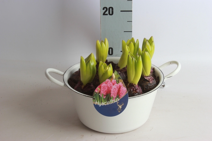 <h4>ARR HYACINTH</h4>