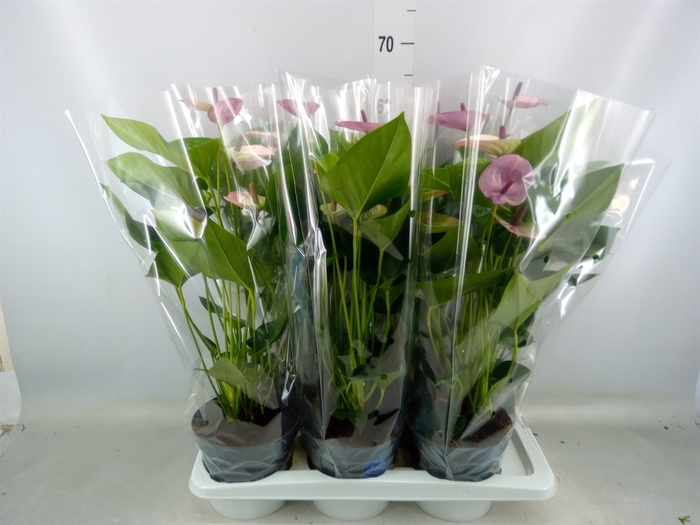 <h4>Anthurium andr. 'Laguna'</h4>