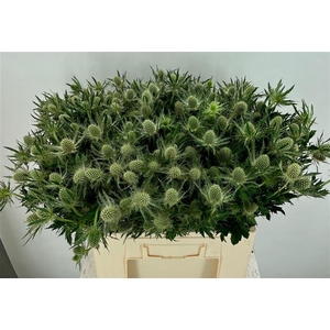 Eryn Mag Whit Lagoon