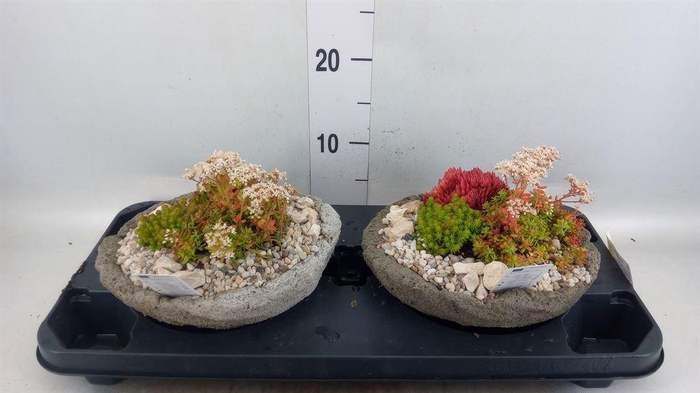 <h4>Arr.   Tuinplanten L%</h4>