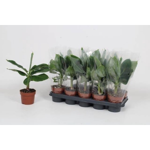 MUSA TROPICANA