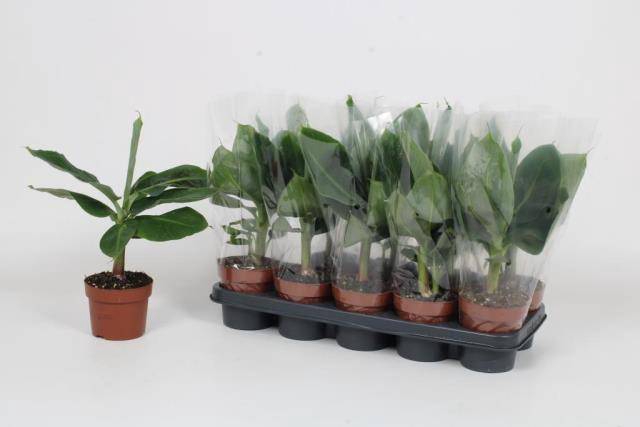 <h4>MUSA TROPICANA</h4>