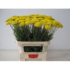 ACHILLEA FILIPEND. 'PARKERS VARIET'