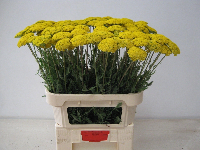 <h4>ACHILLEA FILIPEND. 'PARKERS VARIET'</h4>