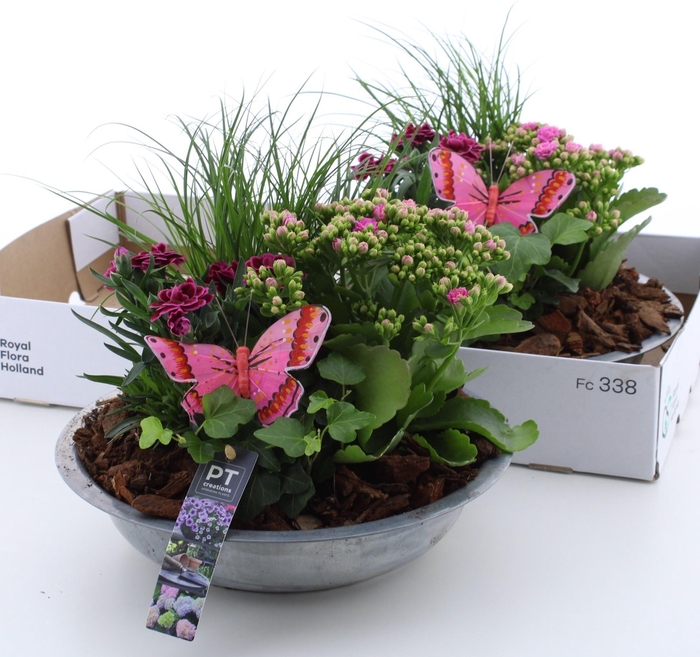 <h4>ARR TUINPLANTEN</h4>