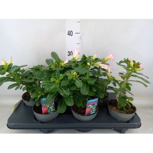 Adenium obesum 'Pinkstar'