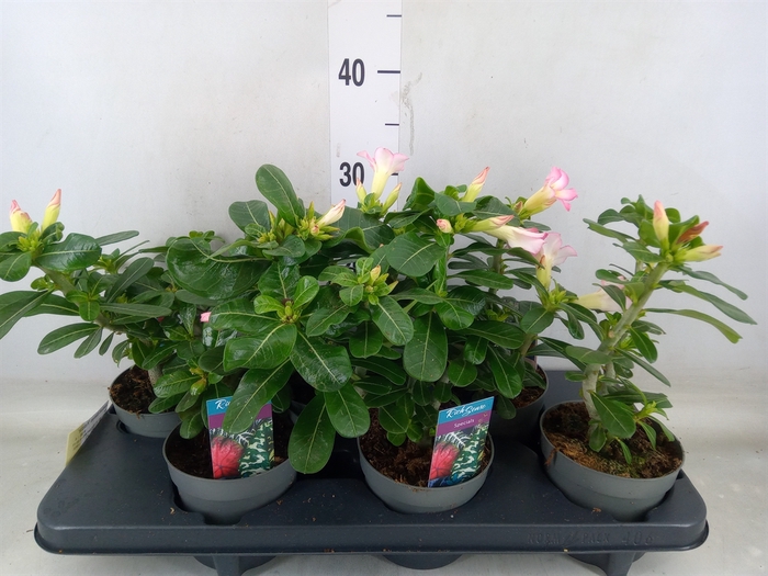 <h4>Adenium obesum 'Pinkstar'</h4>