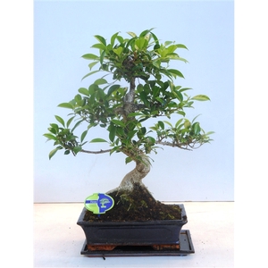 Ficus retusa, 30cm., shape, with drip tray