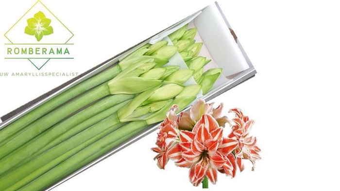 <h4>Hipp Dg Danc Queen X12</h4>