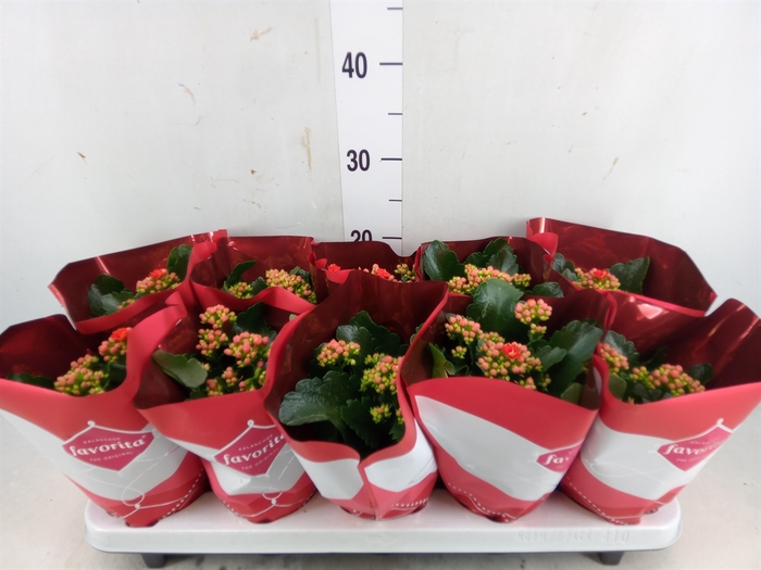 <h4>Kalanchoe blos. 'Perfecta Red'</h4>