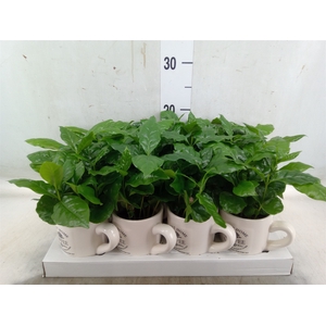 Coffea arabica