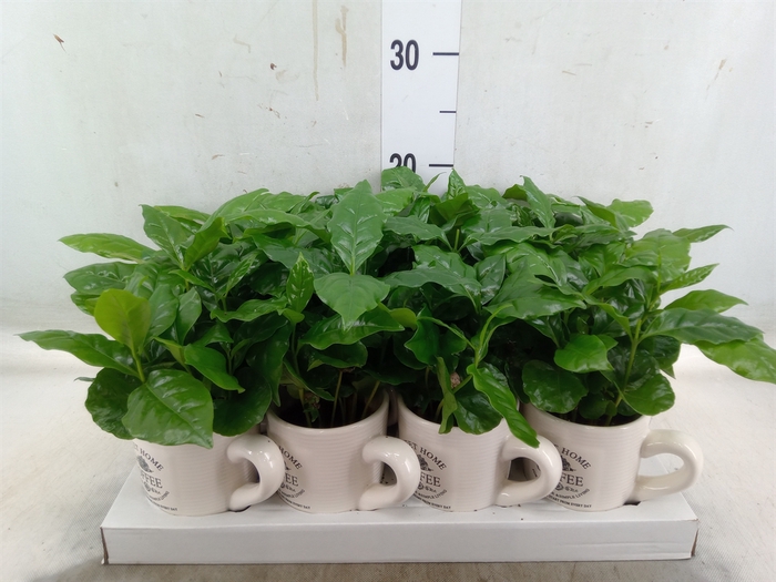 <h4>Coffea arabica</h4>