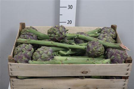 <h4>Cynara Scolymus</h4>