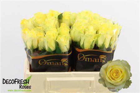 <h4>R GR MINION ROSE</h4>