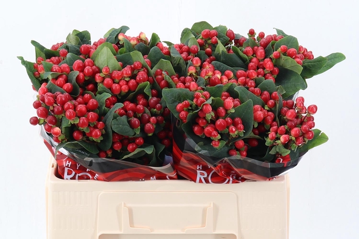 <h4>Hyp True Rom 50cm</h4>