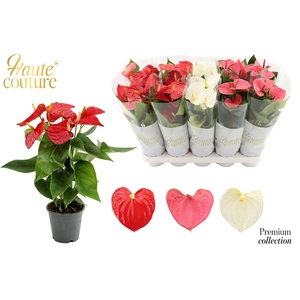 Anthurium 12 cm 3 color mix in Haute Couture sleeve