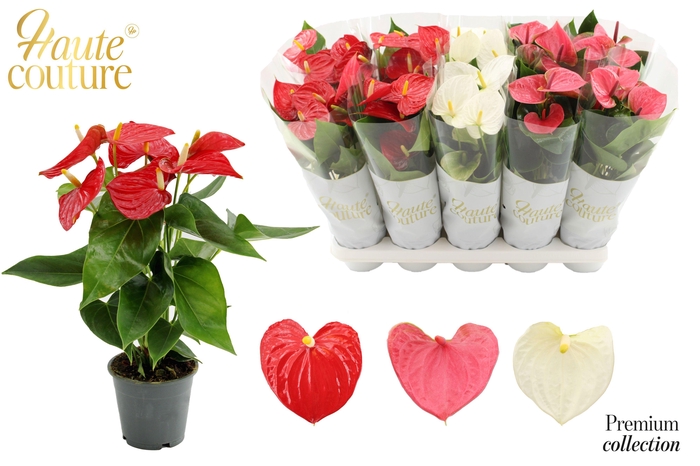 <h4>Anthurium 12 cm 3 color mix in Haute Couture sleeve</h4>