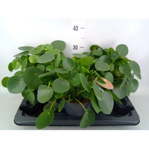 Pilea peperomoides