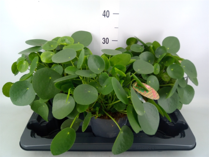<h4>Pilea peperomoides</h4>