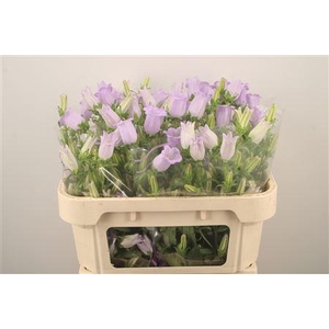 Campanula Med Champ Lavendel