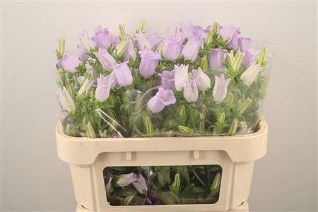 <h4>Campanula Med Champ Lavendel</h4>
