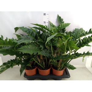 Philodendron  'Narrow Escape'