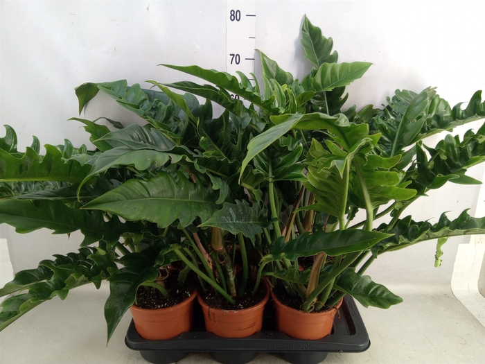 Philodendron  'Narrow Escape'