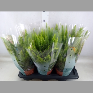 Nephrolepis exal. 'Green Lady'