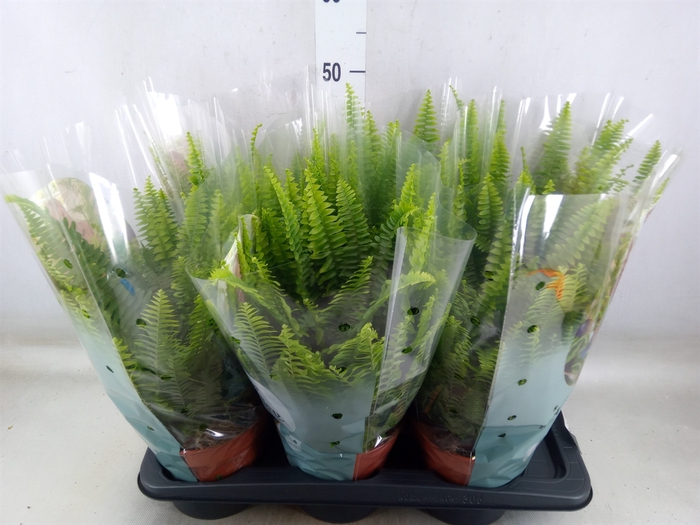 <h4>Nephrolepis exal. 'Green Lady'</h4>