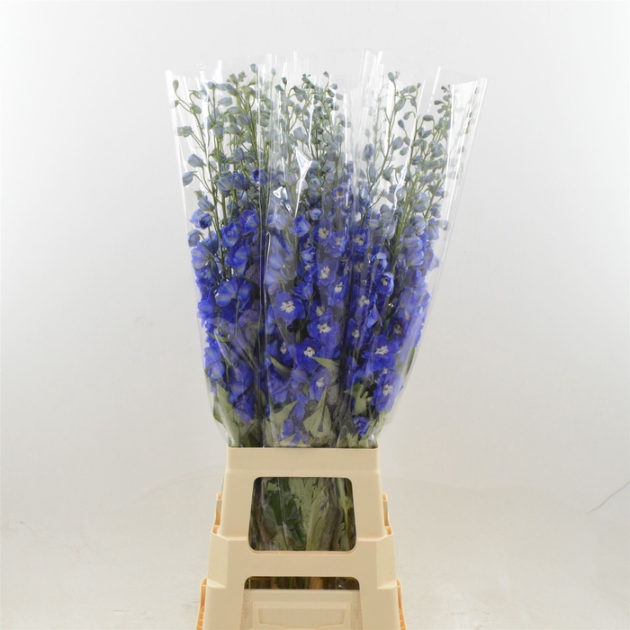 <h4>Delphinium DU 'Dev Navy Blue'</h4>