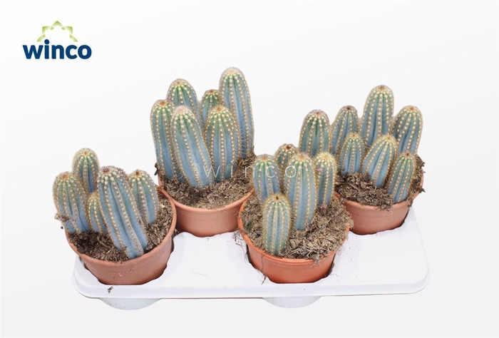 <h4>Pilosocereus Azureus</h4>