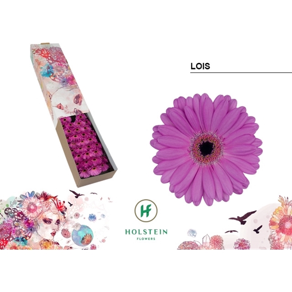 <h4>Ge Mi Lois Box Holstein</h4>