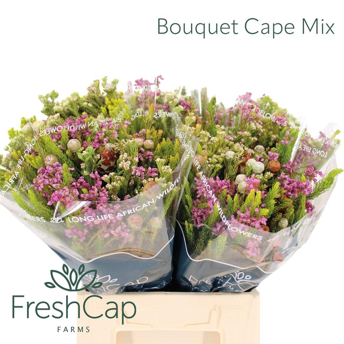 <h4>Bouquet Cape Mix</h4>