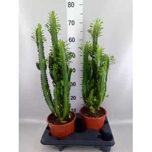 Euphorbia trigona