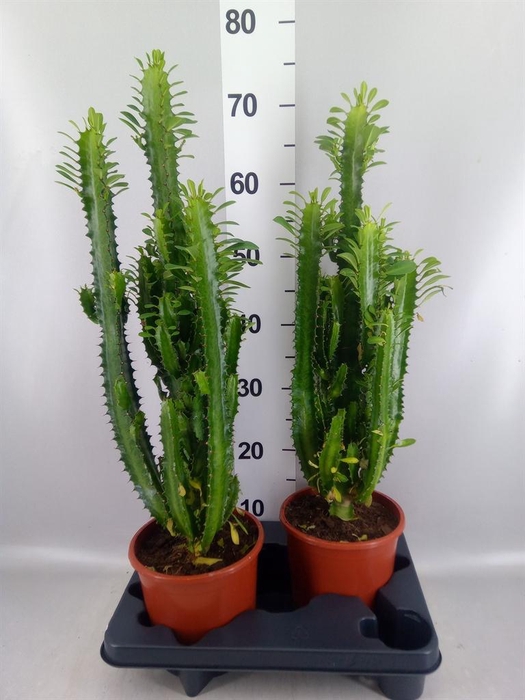 <h4>Euphorbia trigona</h4>