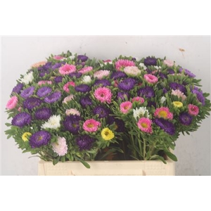 Callis Mixed In Bunch