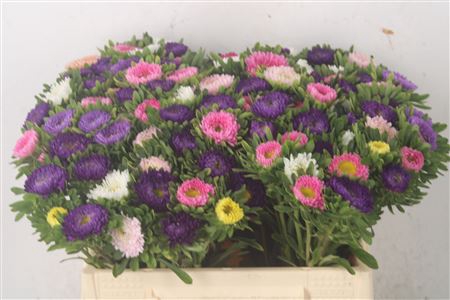 <h4>Callis Mixed In Bunch</h4>