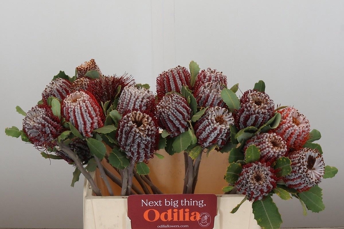 <h4>BANKSIA COCCINEA</h4>