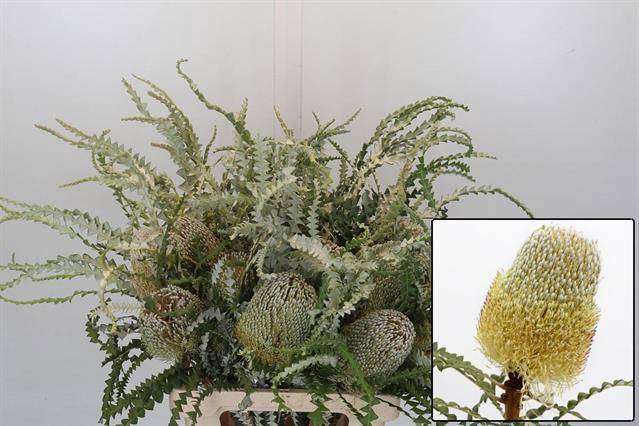 <h4>BANKSIA SPECIOSA</h4>