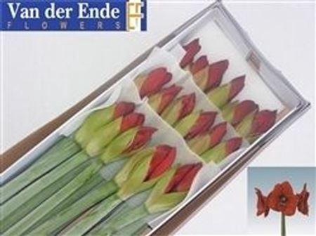 <h4>Hipp Ga Red Lion</h4>