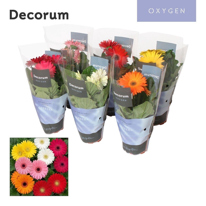 <h4>Gerbera 2+ bl. hoes Oxygen Decorum</h4>