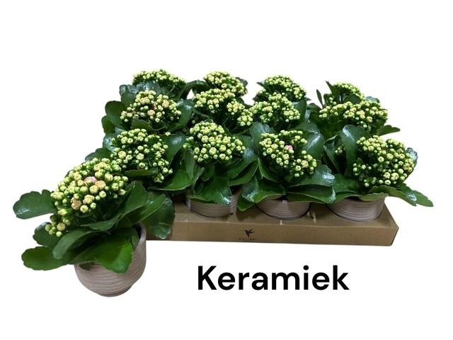<h4>ARR KALANCHOE</h4>
