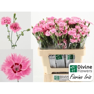 Dianthus  'Fiorino Iris'